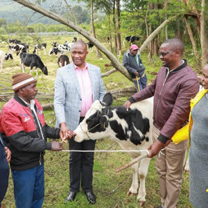 The Nyandarua County Heifer Project