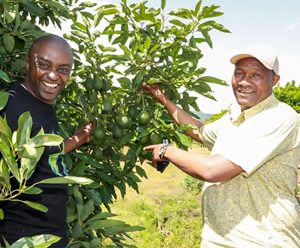 The potential of Macadamia and Avocado growing and doing well in Nyandarua County.