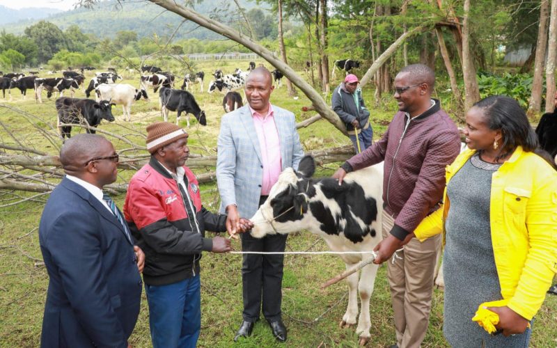The Nyandarua County Heifer Project 1