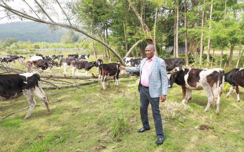 The Nyandarua County Heifer Project 2