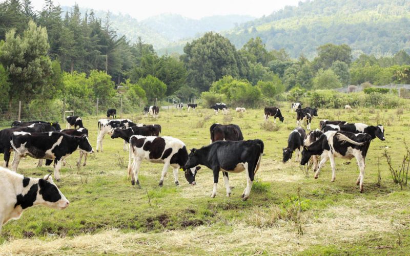 The Nyandarua County Heifer Project 3