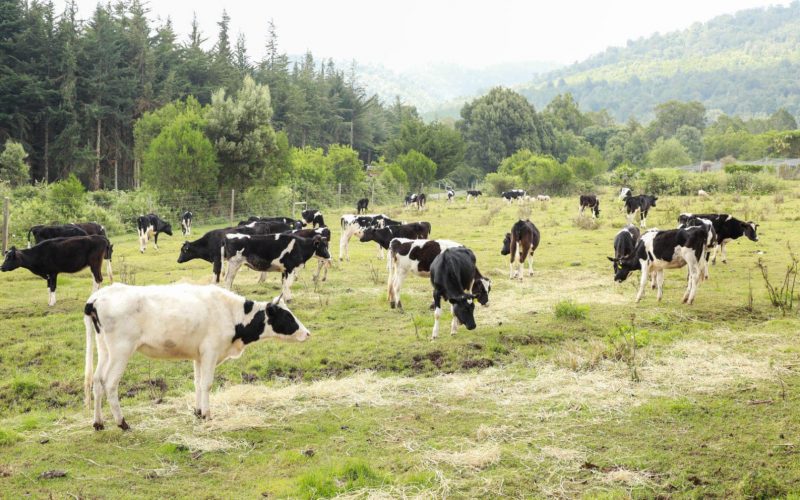 The Nyandarua County Heifer Project 6