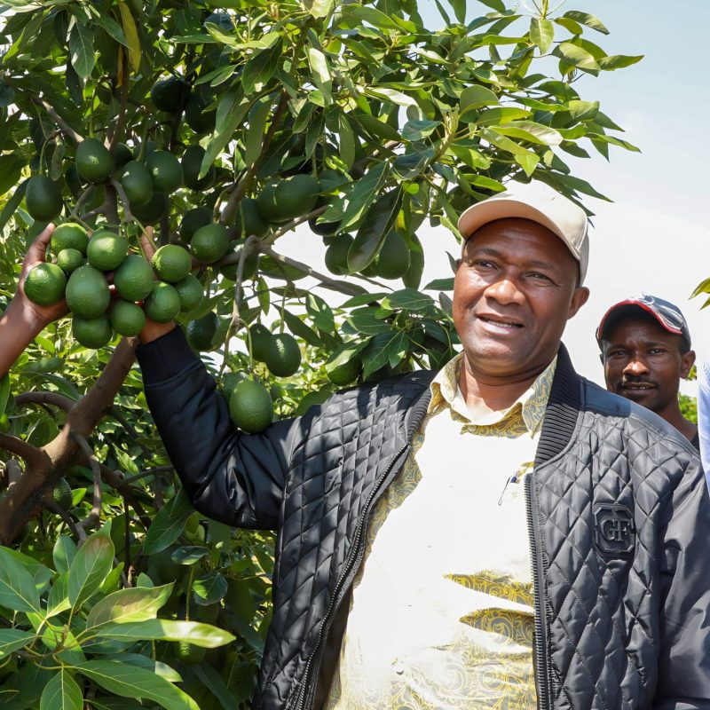 The potential of Macadamia and Avocado growing and doing well in Nyandarua County 1