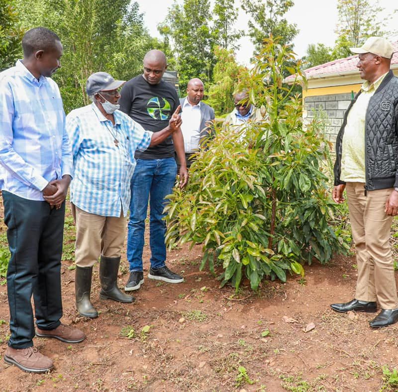 The potential of Macadamia and Avocado growing and doing well in Nyandarua County 7