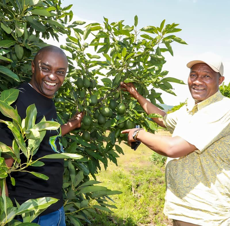 The potential of Macadamia and Avocado growing and doing well in Nyandarua County5
